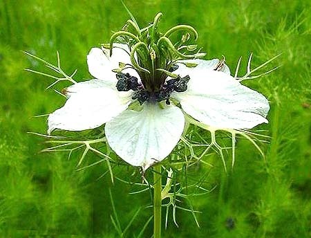 گیاه سیاه دانه  یا Nigella Sativa